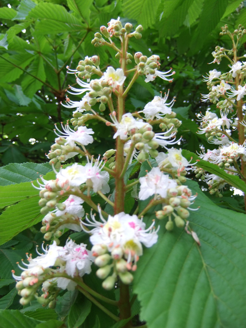 white chestnut piccolo